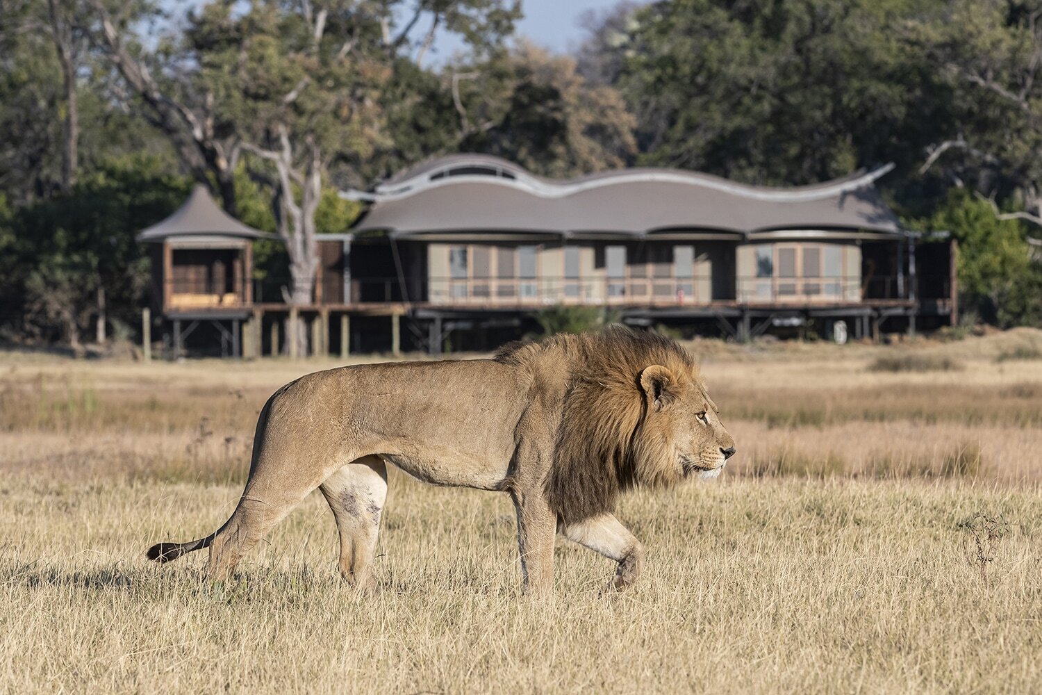 Xigera Safari Lodge