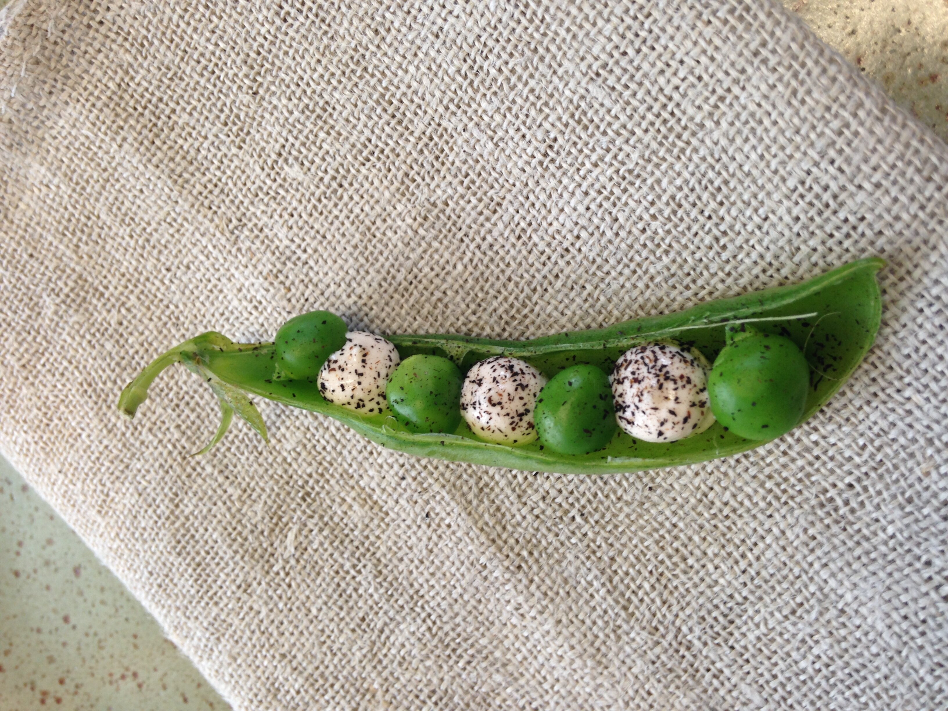 Wilder Pea - smoked cod roe.jpg